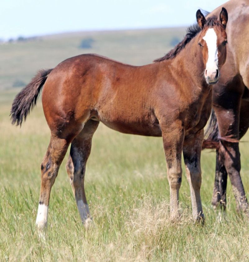 022 - Glitters Pepto filly